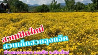 แนะนำ ที่เที่ยว สวนเก็กฮวยลุงแจ๊ค เชียงใหม่ รับรองได้รูปสวยๆ กลับไปแน่นอน
